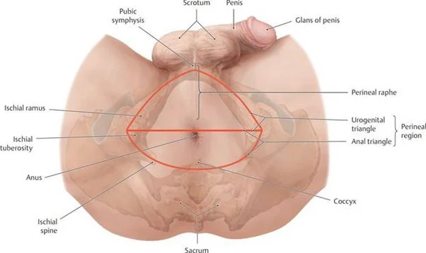 Why does my taint hurt?