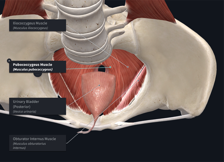 The Connection Between the Hips and Bladder