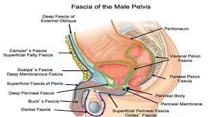 Hard Flaccid: It’s not all in your head
