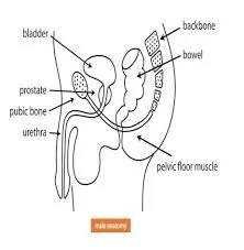 The Hidden Impact of Constipation on Men’s Pelvic Health