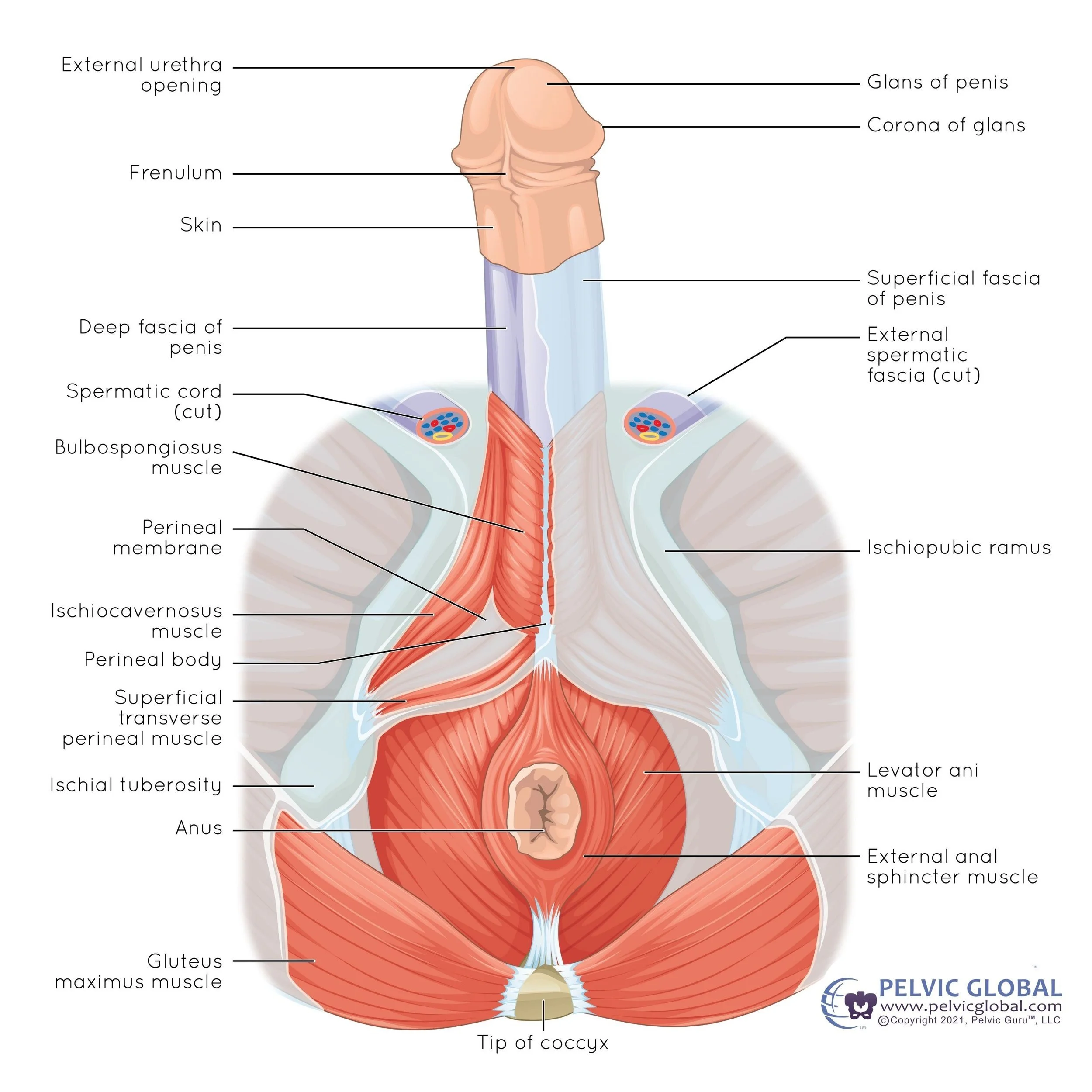 The Comprehensive Impact of Sitting on Men’s Hips, Low Back, and Pelvic Floor Function