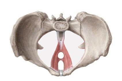 Why is my Anus Twitching without any Pain?