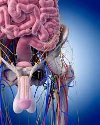 How Chronic Pelvic Congestion in Men Contributes to Prostatitis