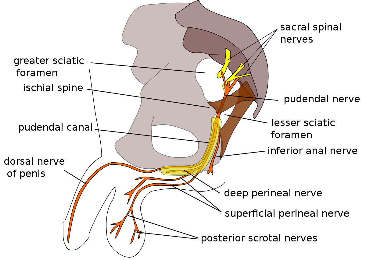 The Main Factors of Glans Penis Pain