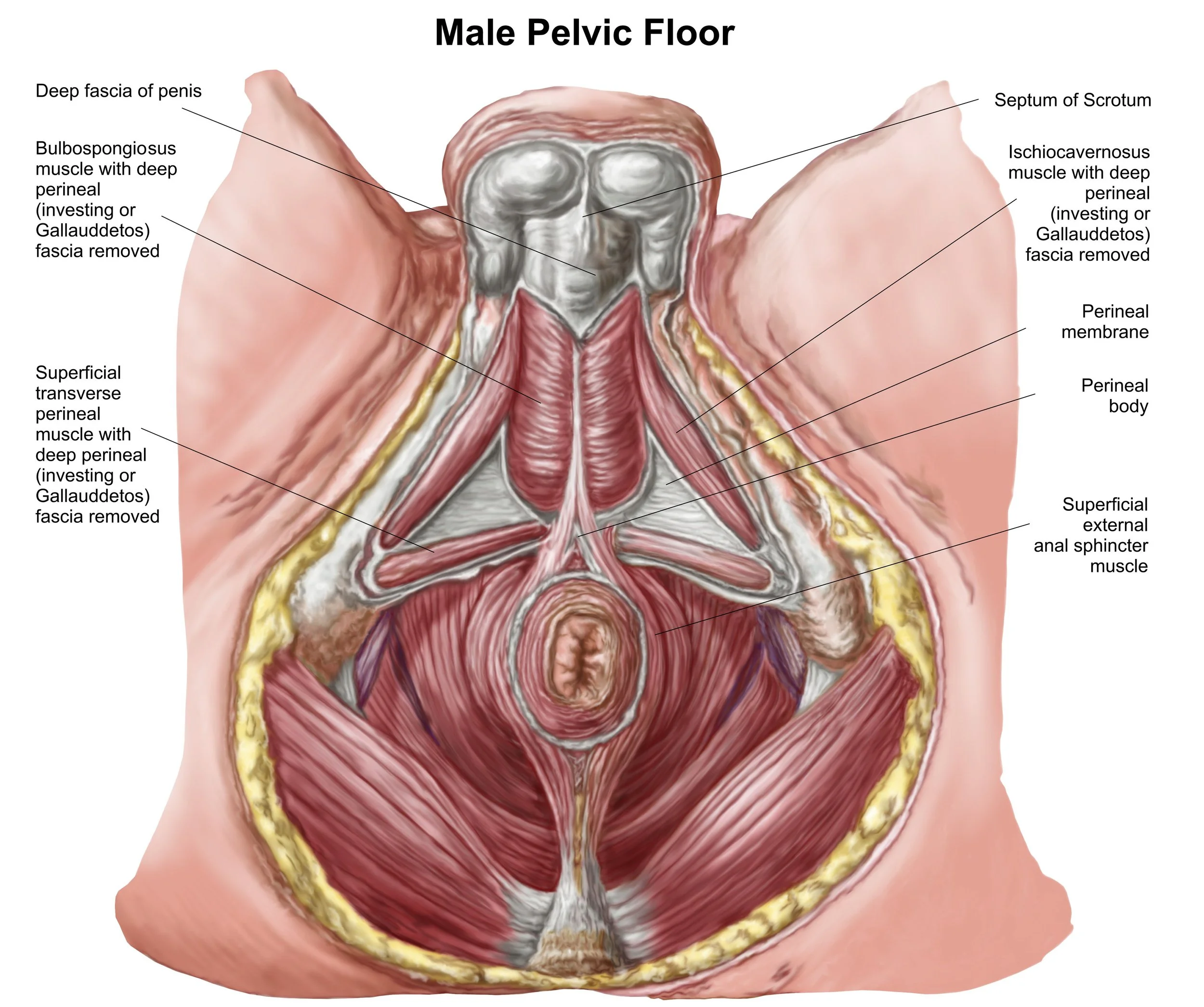 Why Should Men Seek a Pelvic Floor Therapist? Answers from Professional Pelvic Floor PT