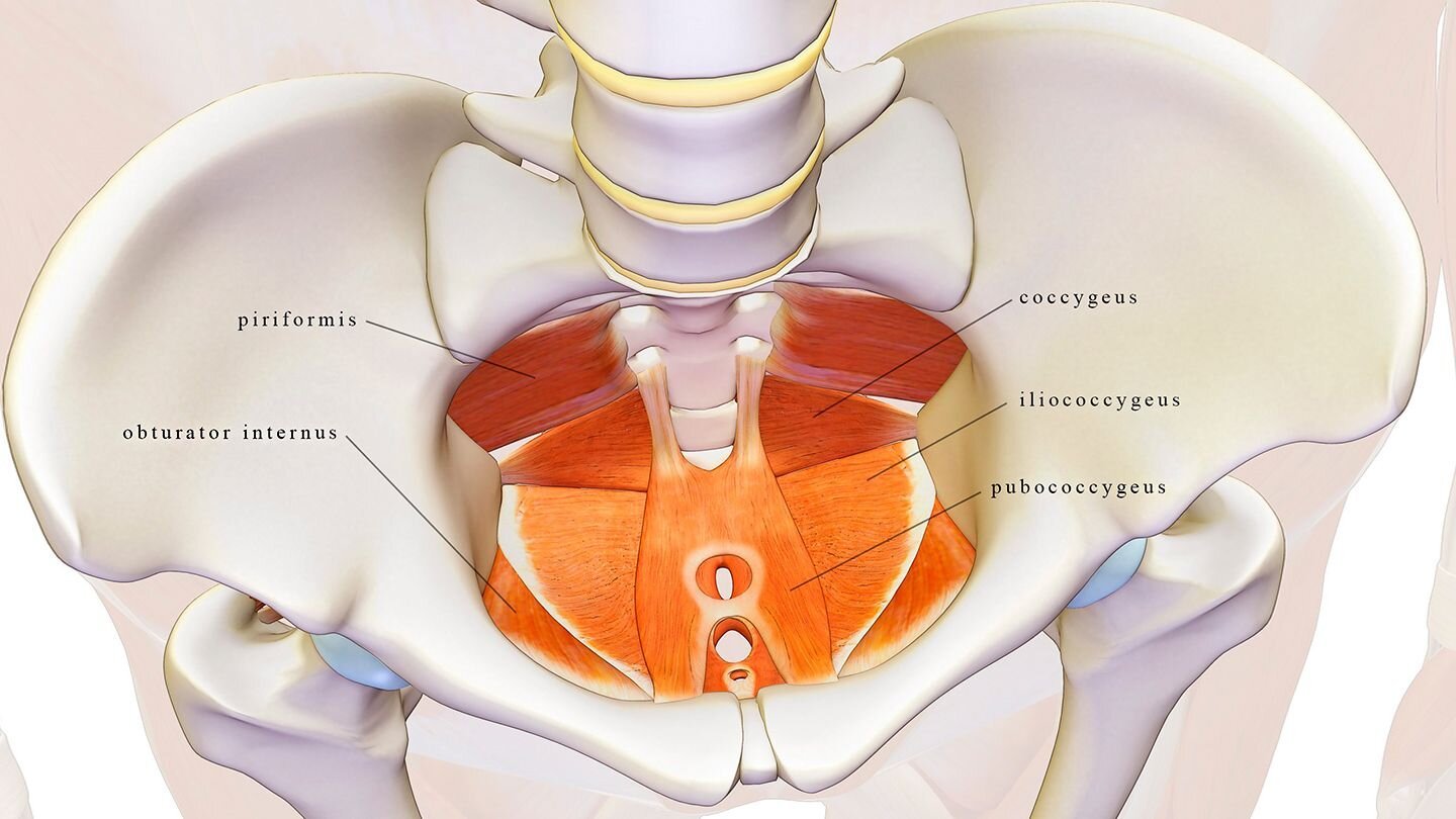 Connecting the Dots: Piriformis Syndrome and Its Relationship with the Pelvic Floor