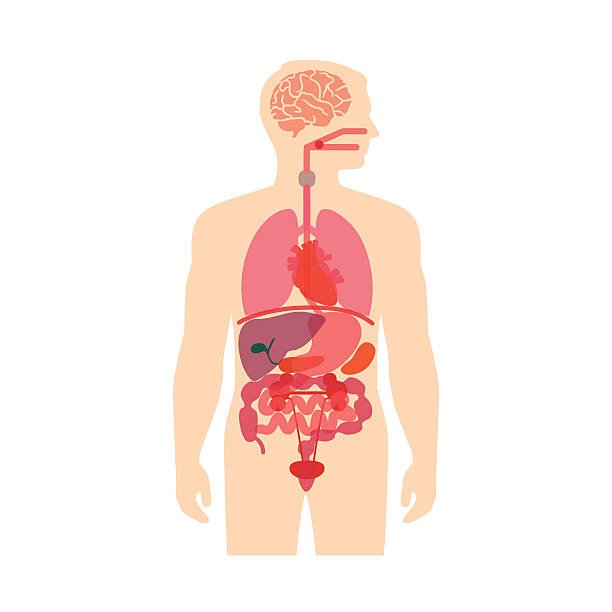 The Ins and Outs of Penis Anatomy: A Comprehensive Guide