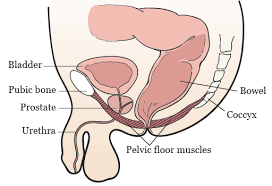 The Connection Between Constipation and Prostatitis in Men