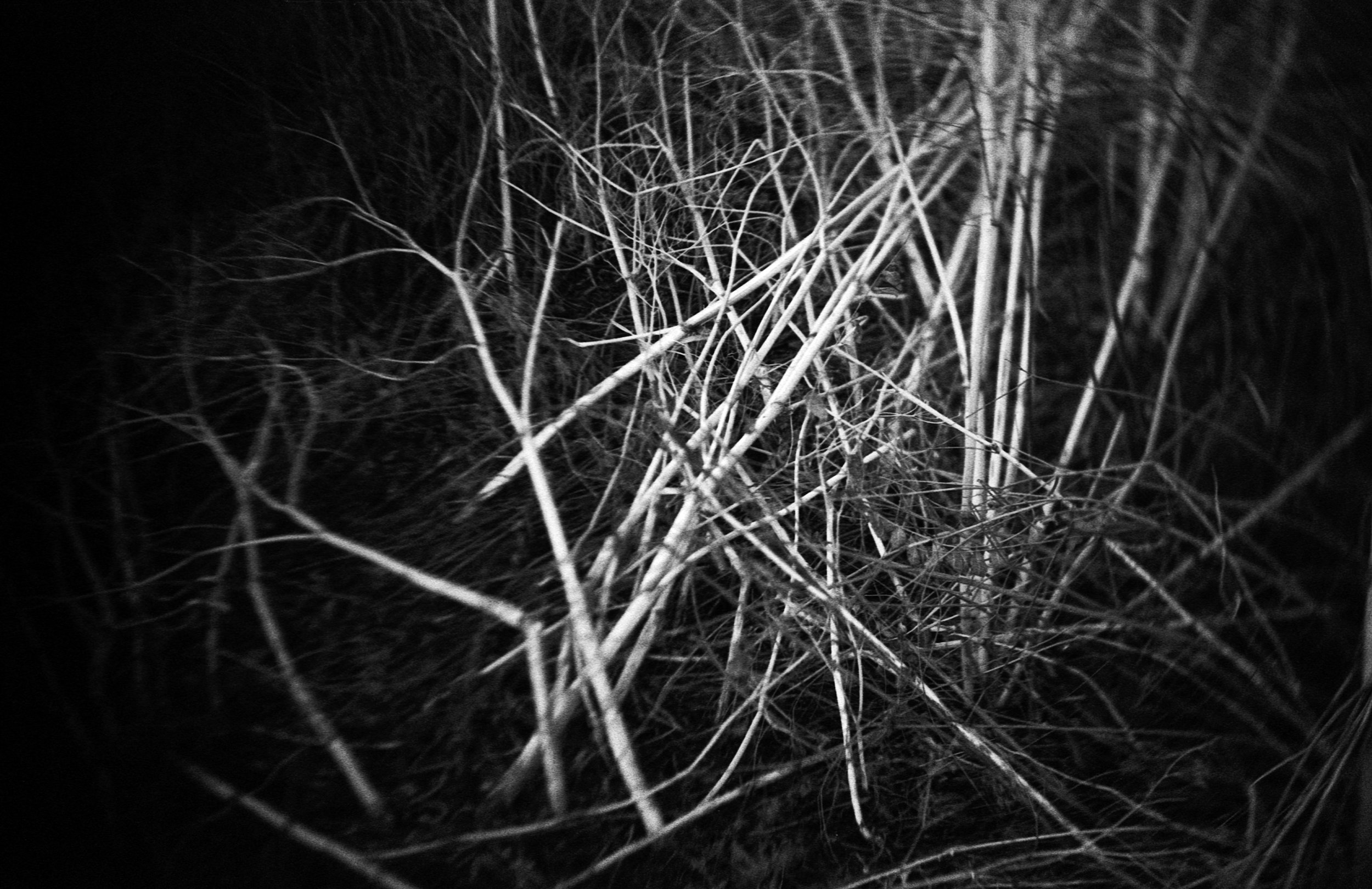 03092025 NIKONF3 AristaEDU400 F76+8m RiNO river walk roll 1 (4 of 23).jpg