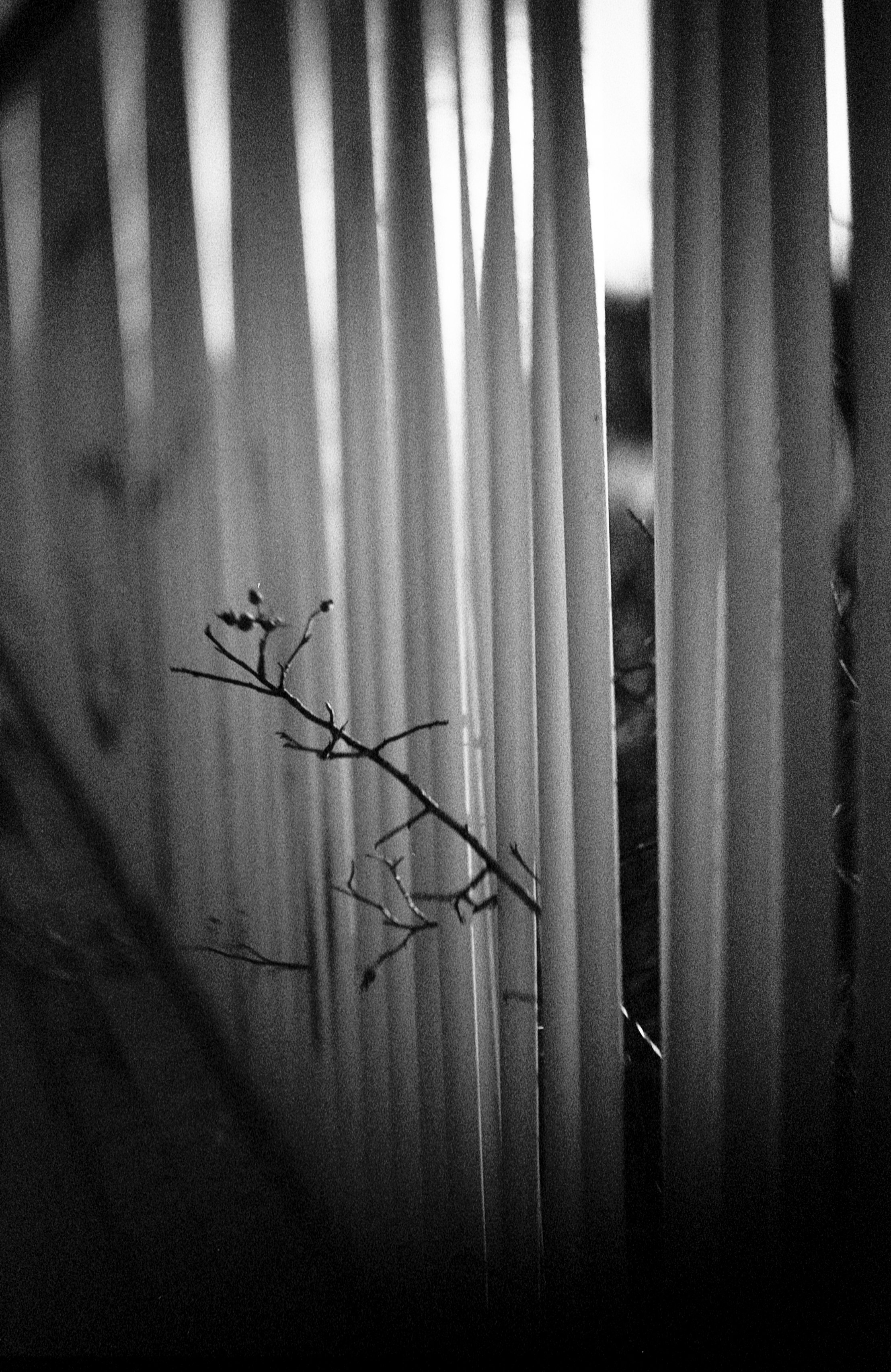 03092025 NIKONF3 AristaEDU400 F76+8m RiNO river walk roll 1 (5 of 23).jpg