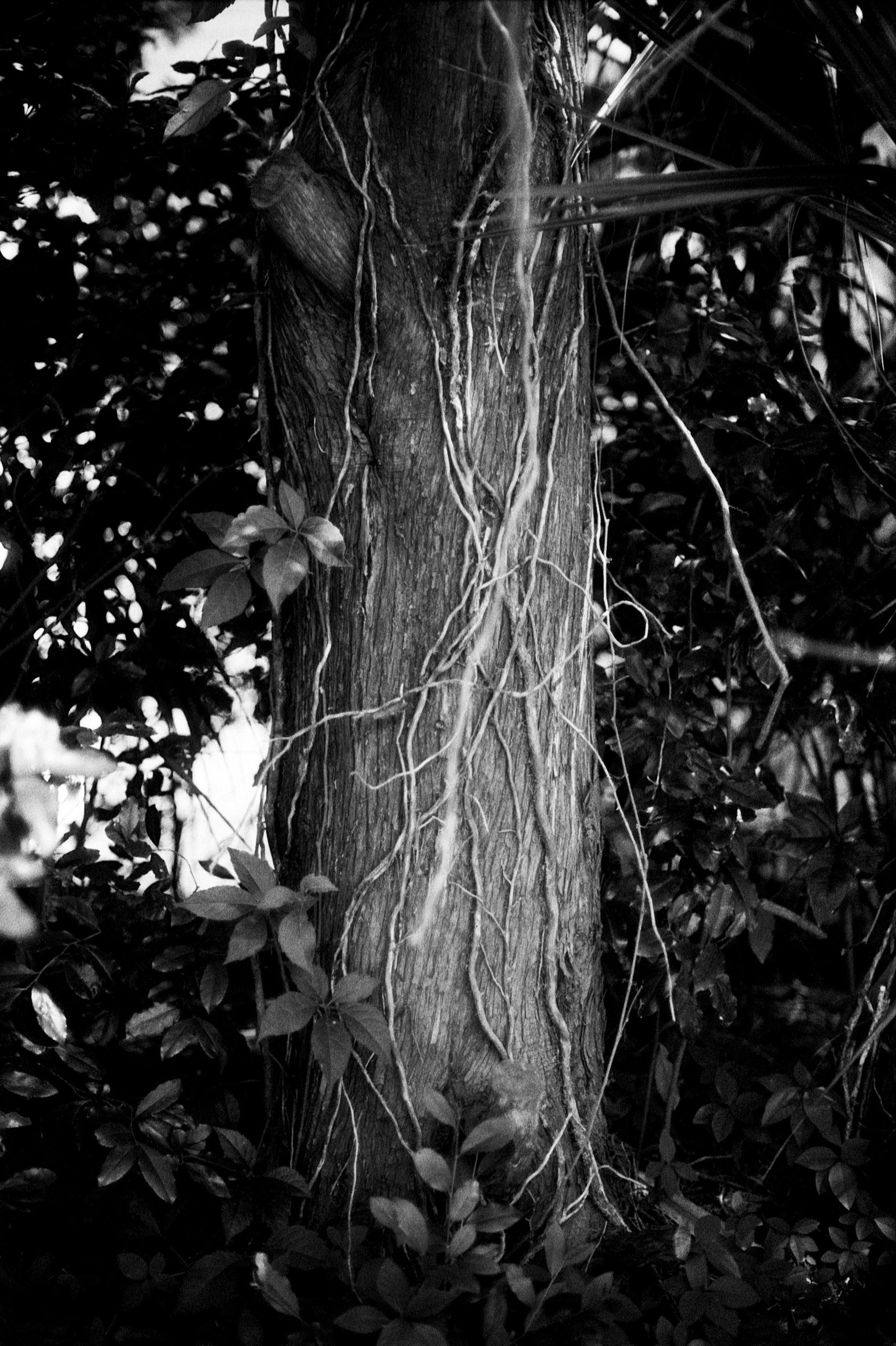06152025 NIKONF3 AristaEDU400 F76+8m NC portch and 52F street detail marsh roll 1 (17 of 37).jpg