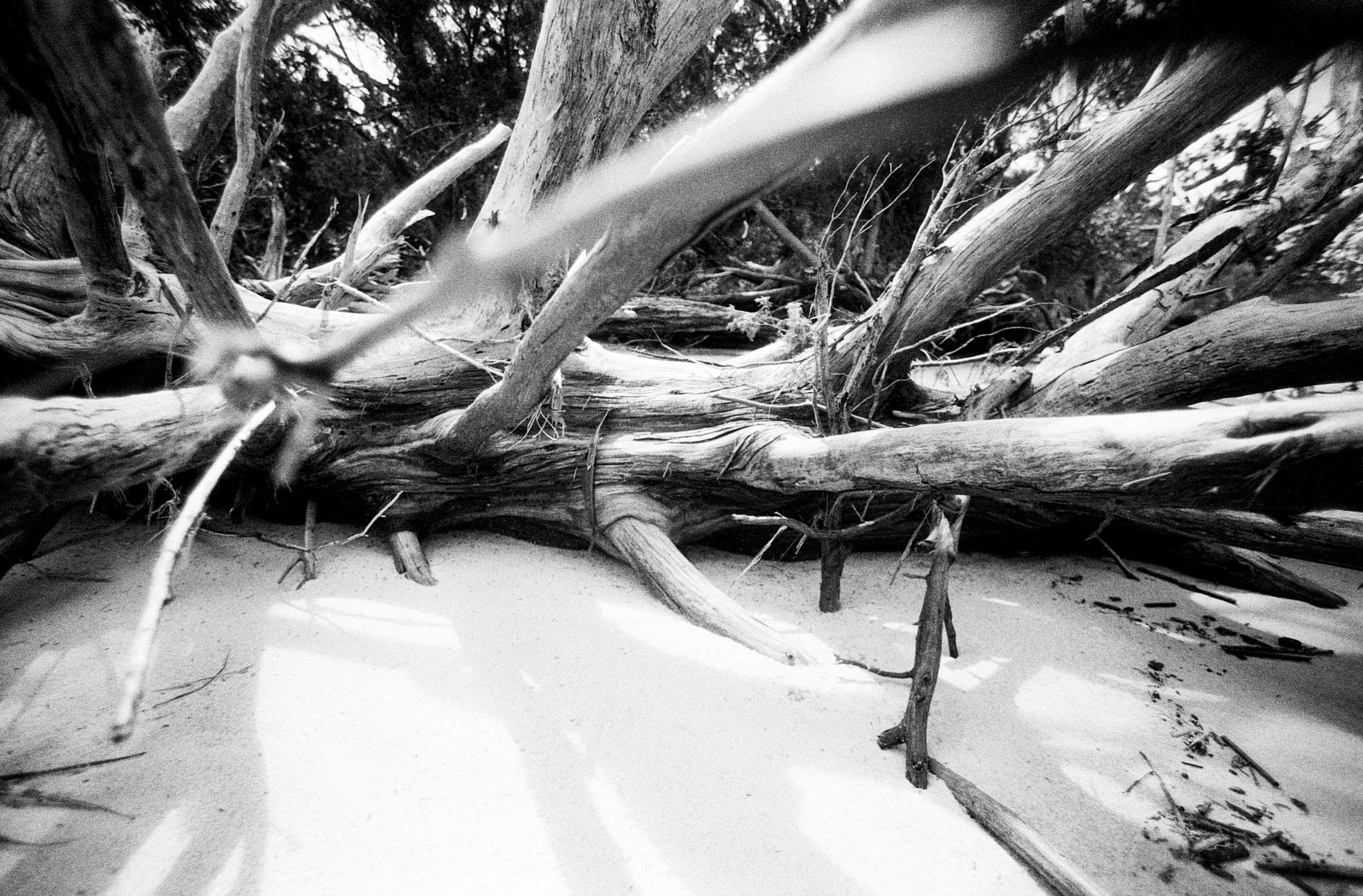 06152025 NIKONF3 AristaEDU400 F76+8m NC swamp roll 17 (32 of 36).jpg