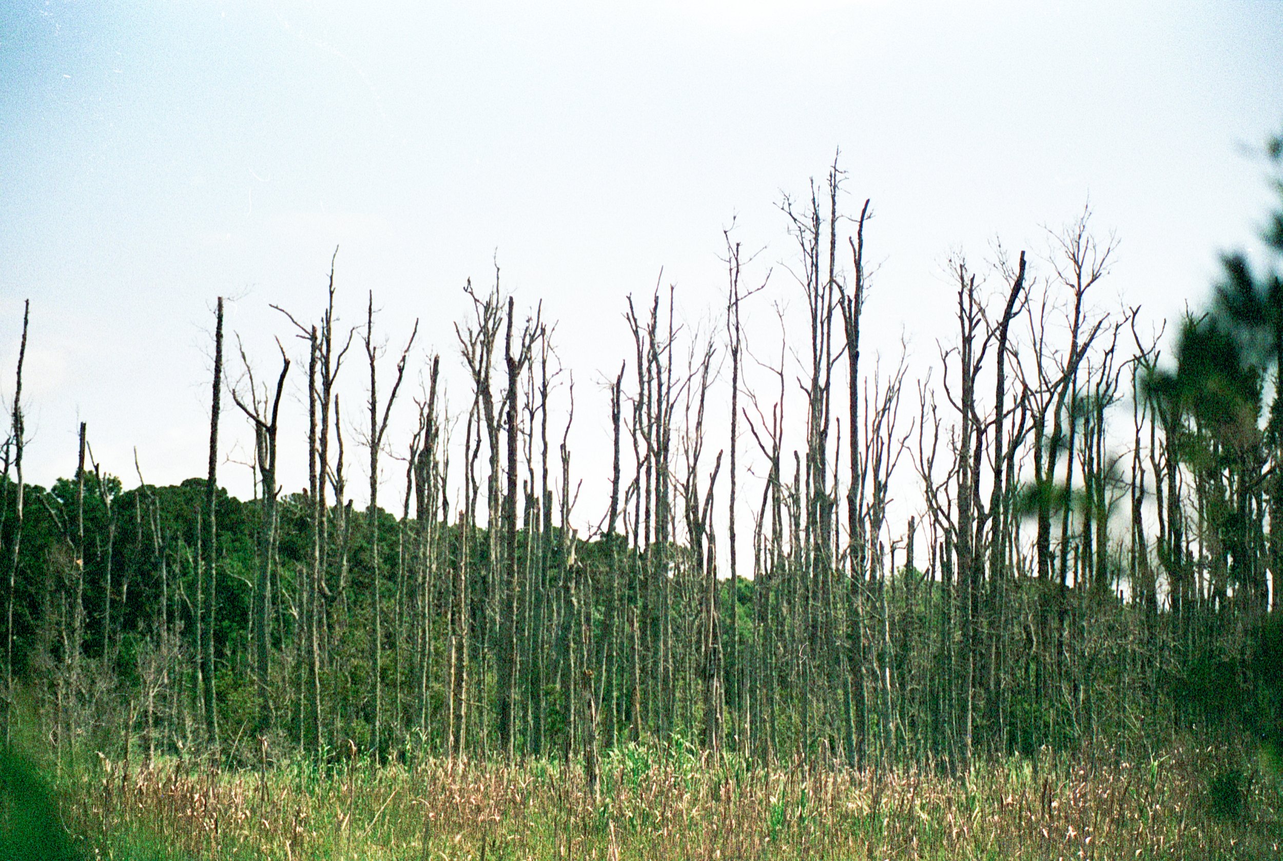 06152025 NIKONFE2 AdoxColorMission NC swamp roll 13 (35 of 36).jpg
