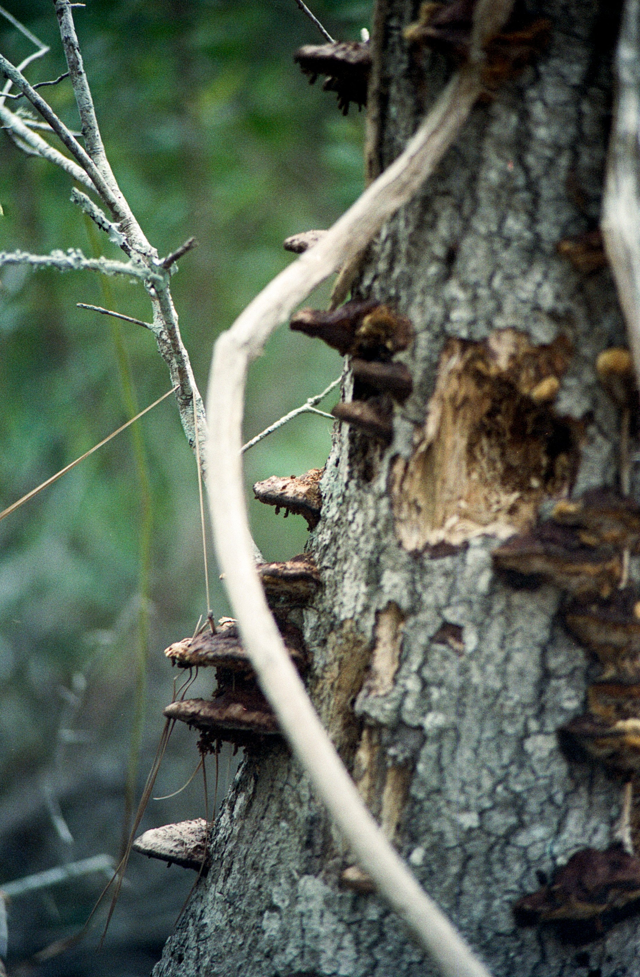 06152025 NIKONFE2 Portra400 NC swamp roll 8 (22 of 36).jpg