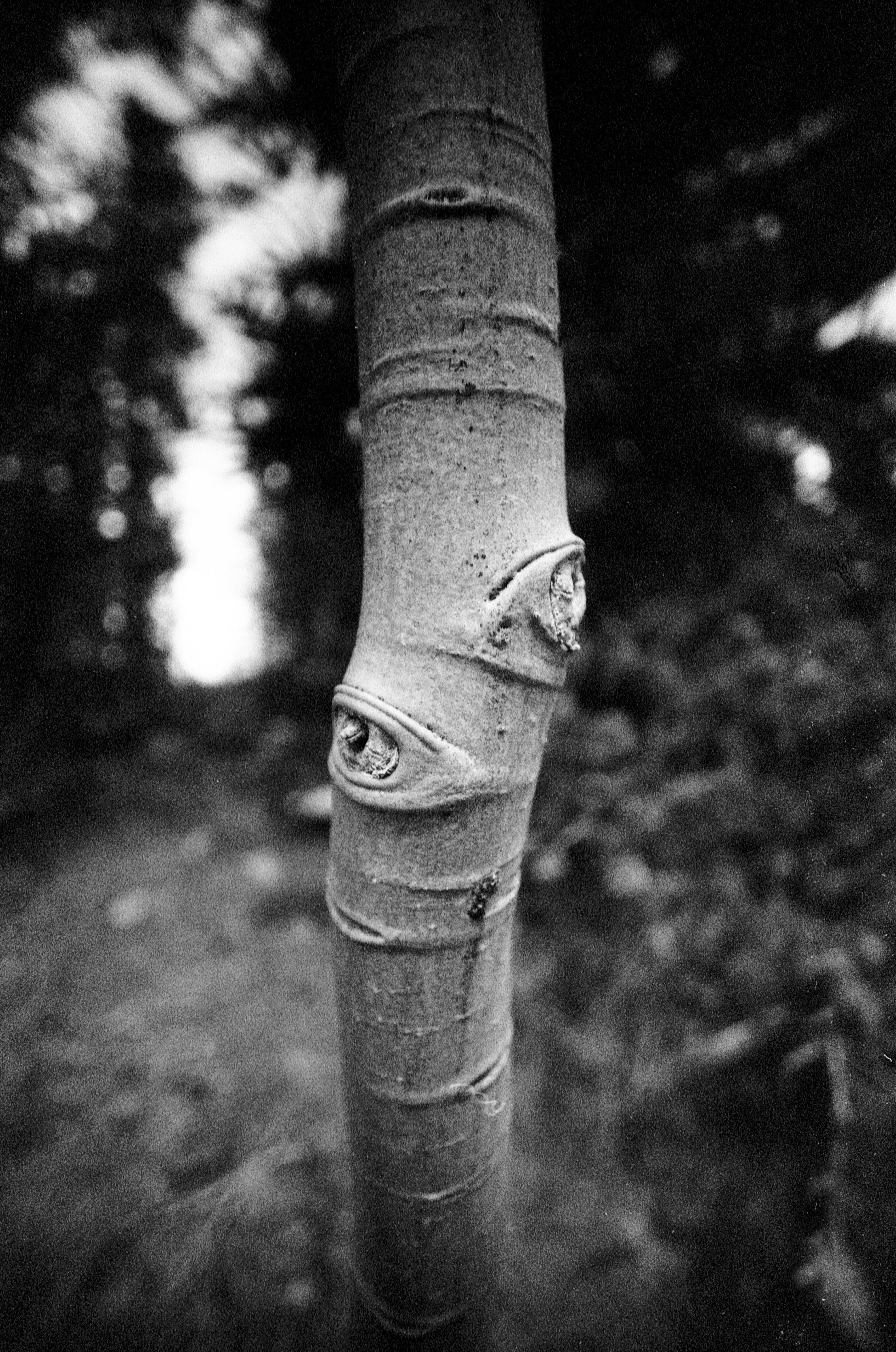 05012025 NIKONF3 AristaEDU400 F76+8m Fairplay and 52F negative space (2 of 37).jpg