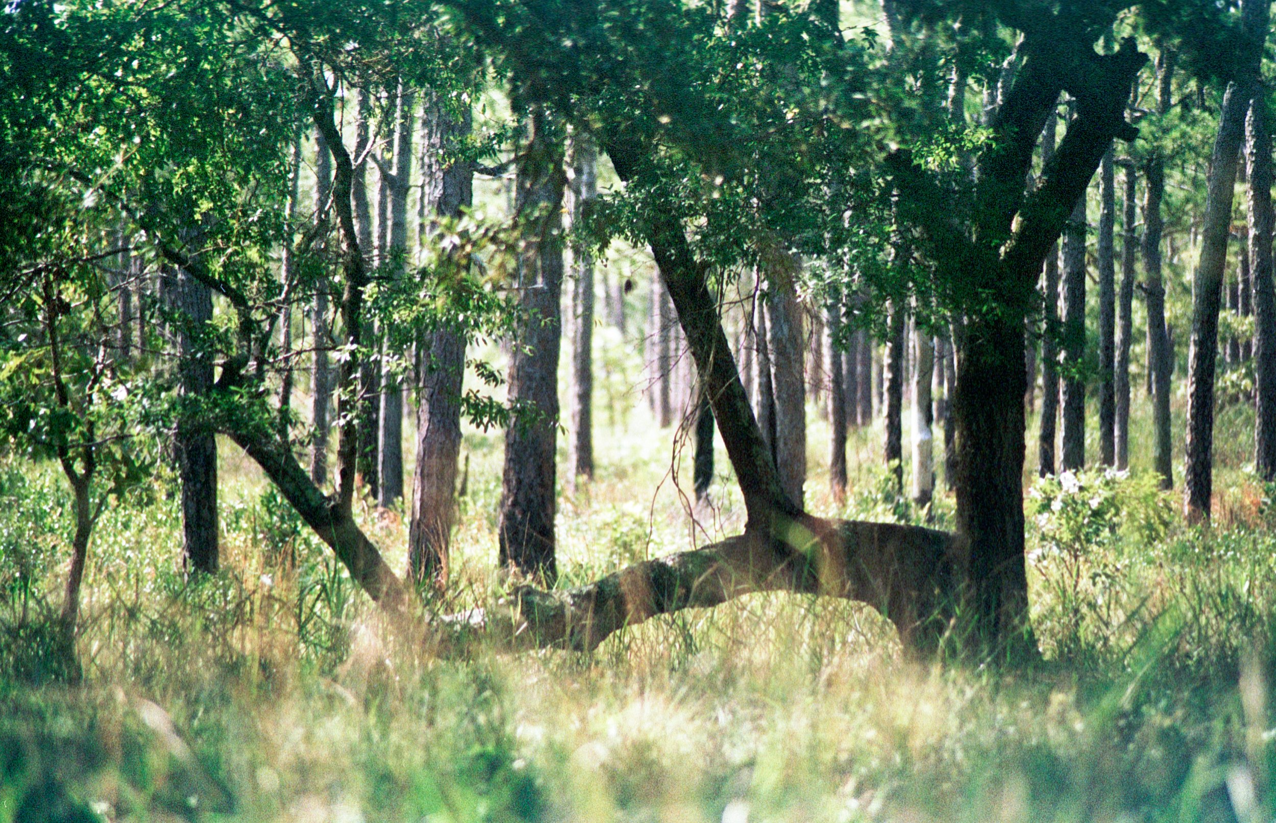 06152025 NIKONFE2 AdoxColorMission NC swamp roll 13 (15 of 36).jpg