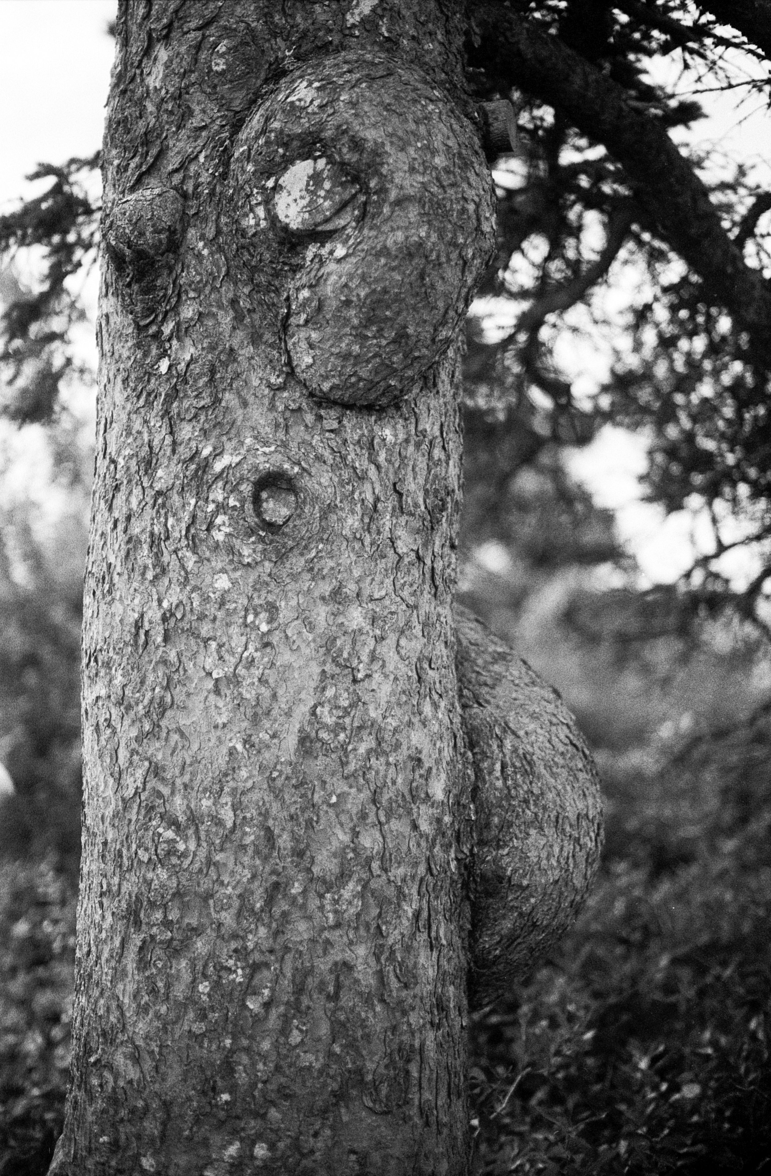 09252022 NIKONFE2 aristaEDU400@400 f76+ Maine 1 (34 of 41).jpg