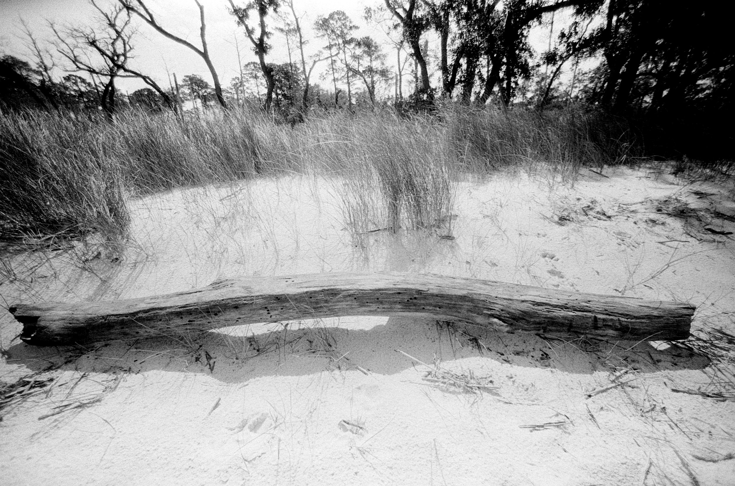 06152025 NIKONF3 AristaEDU400 F76+8m NC swamp roll 17 (13 of 36).jpg