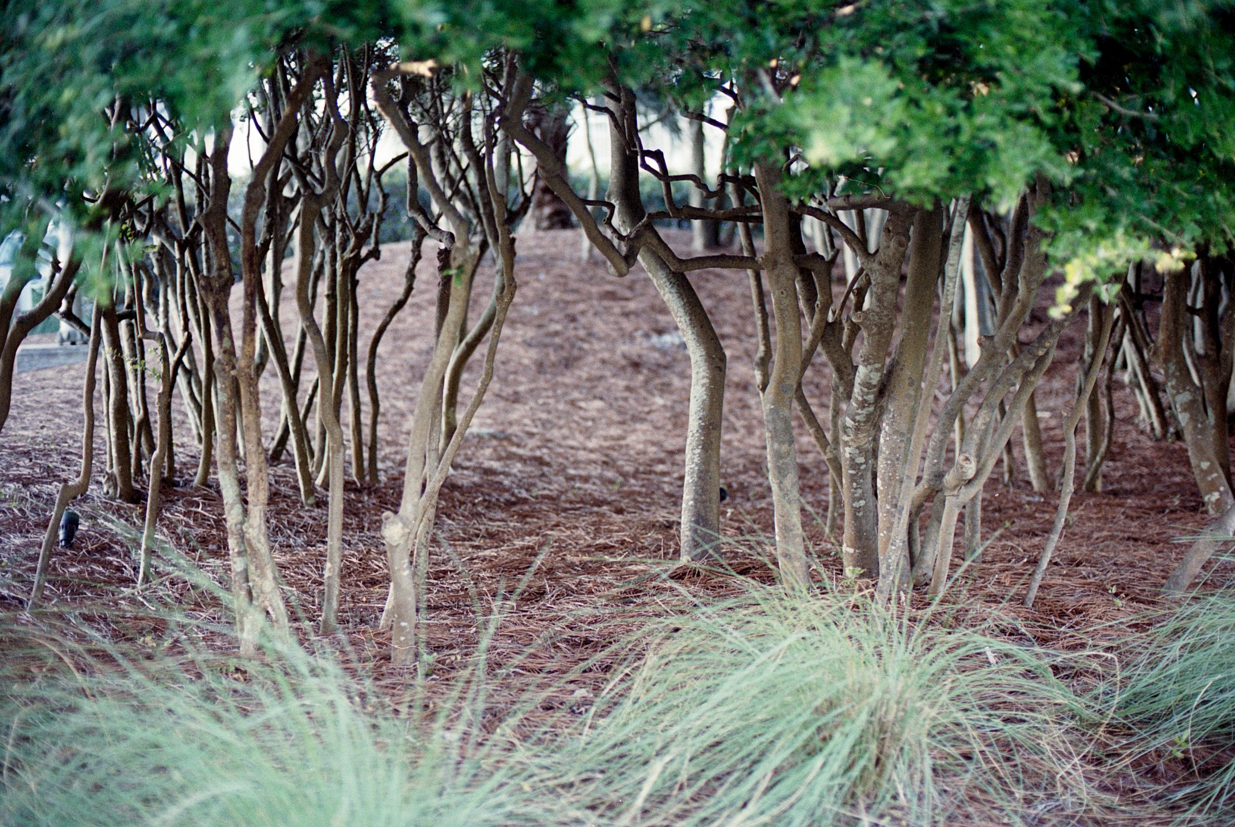 06152025 NIKONFE2 Portra400 house walks beach yoga roll 2 (8 of 35).jpg