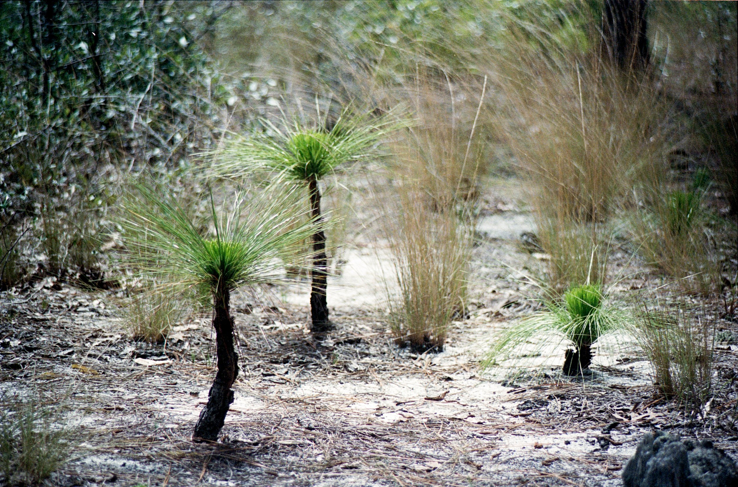 06152025 NIKONFE2 Portra400 NC swamp roll 8 (24 of 36).jpg