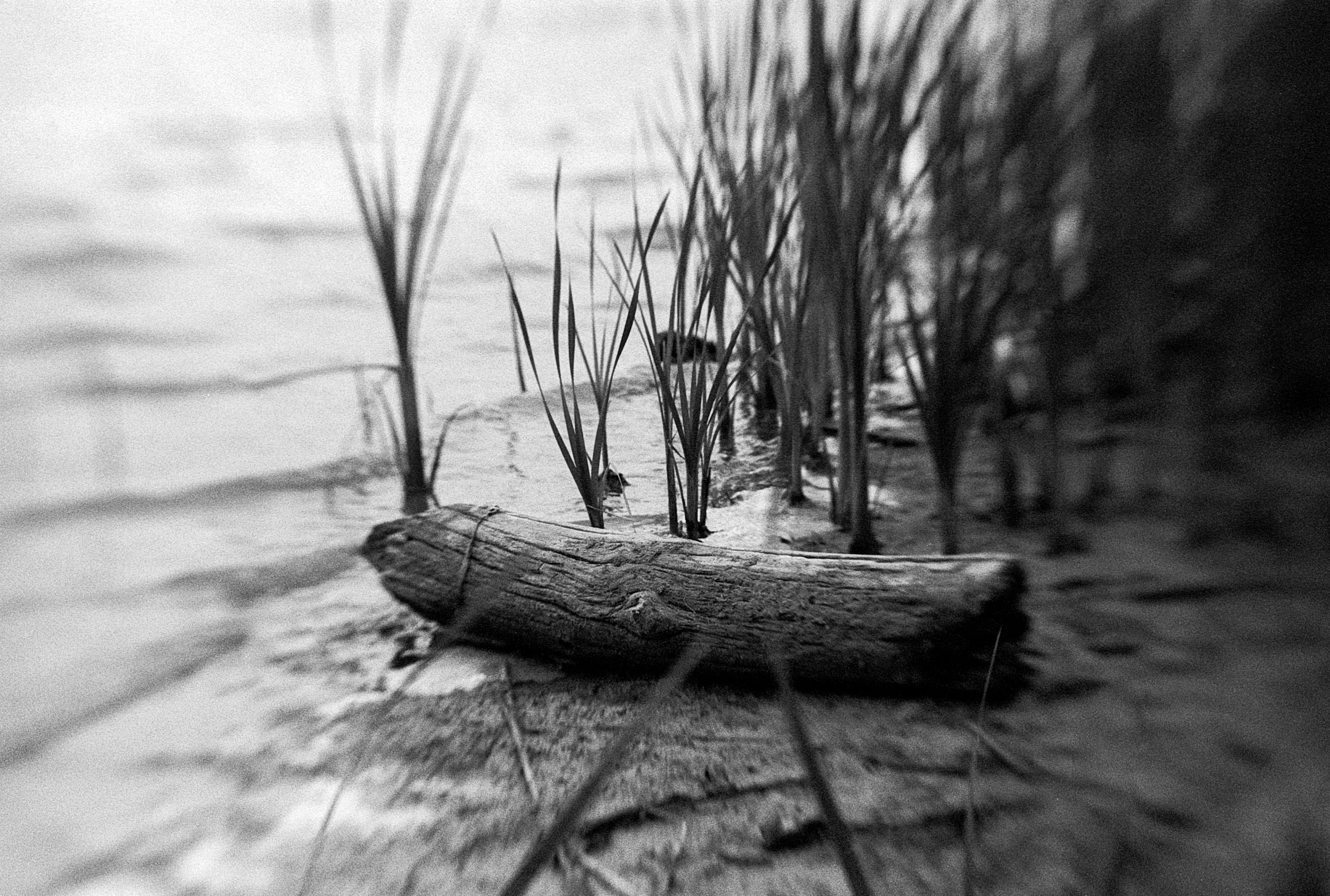 05242025 NIKONF3 Kentmere400hc110b6m mckay lake (12 of 20).jpg