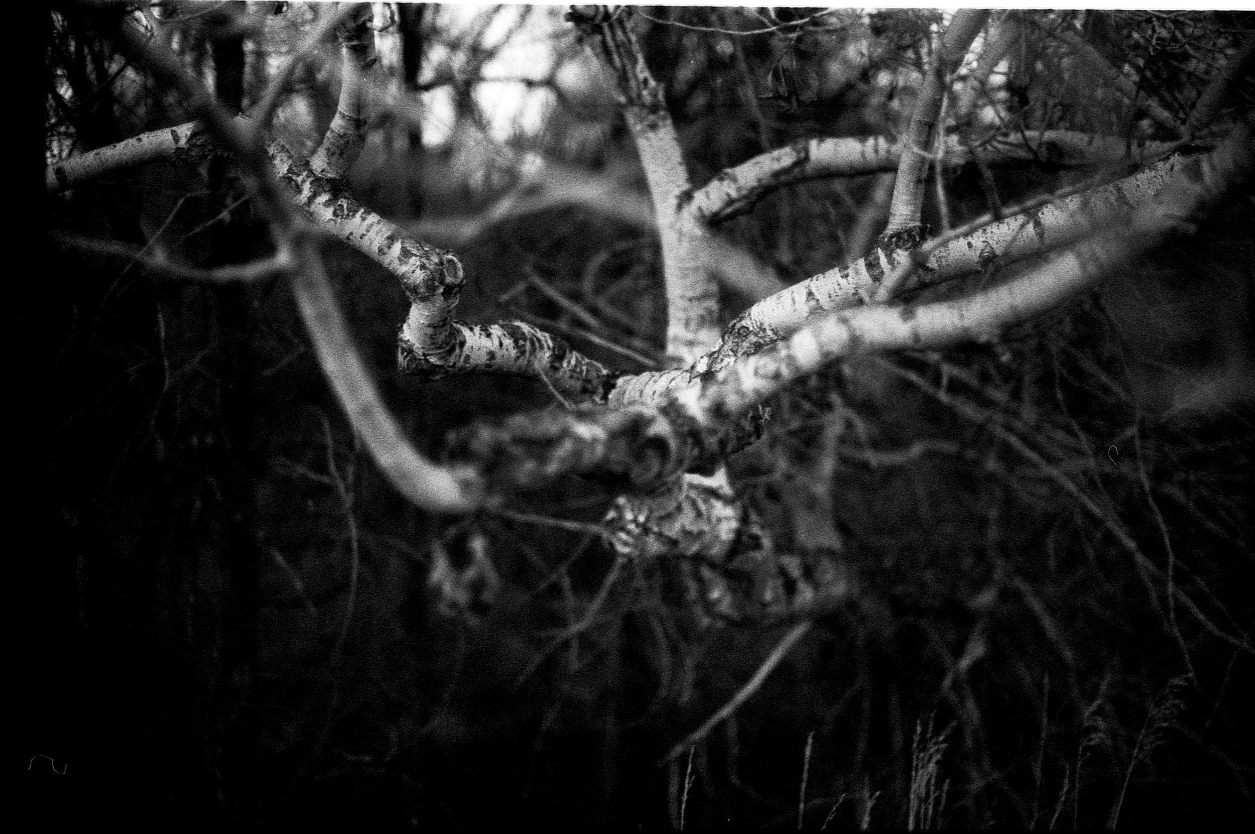 01042025 NIKONF3 AristaEDU400 F76+8m end of bass lake and horses fog roll 3 (14 of 24).jpg