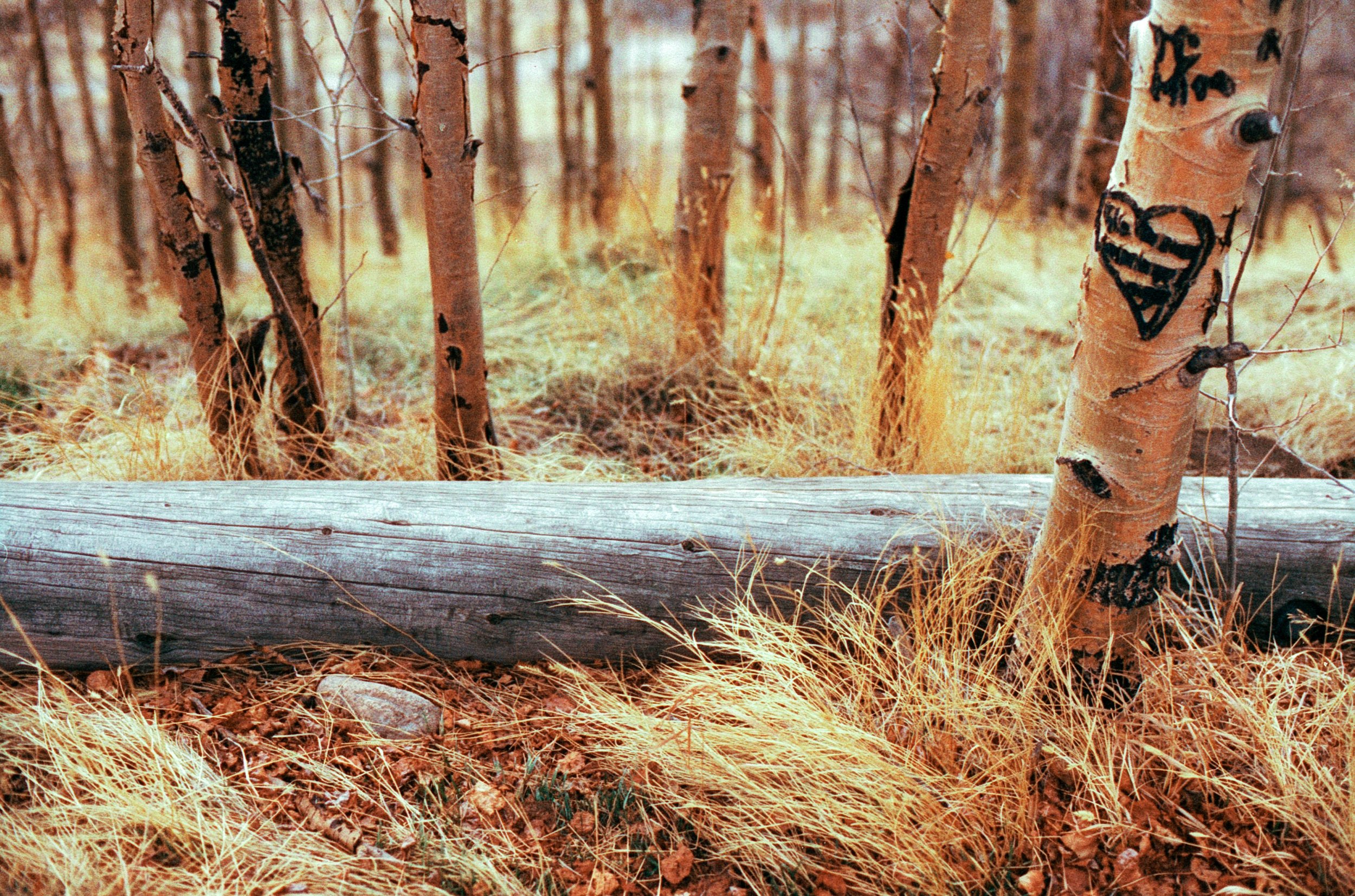 04292025 NIKONFE2 Phoenix@160 mikes dev me scan Fairplay (2 of 36).jpg