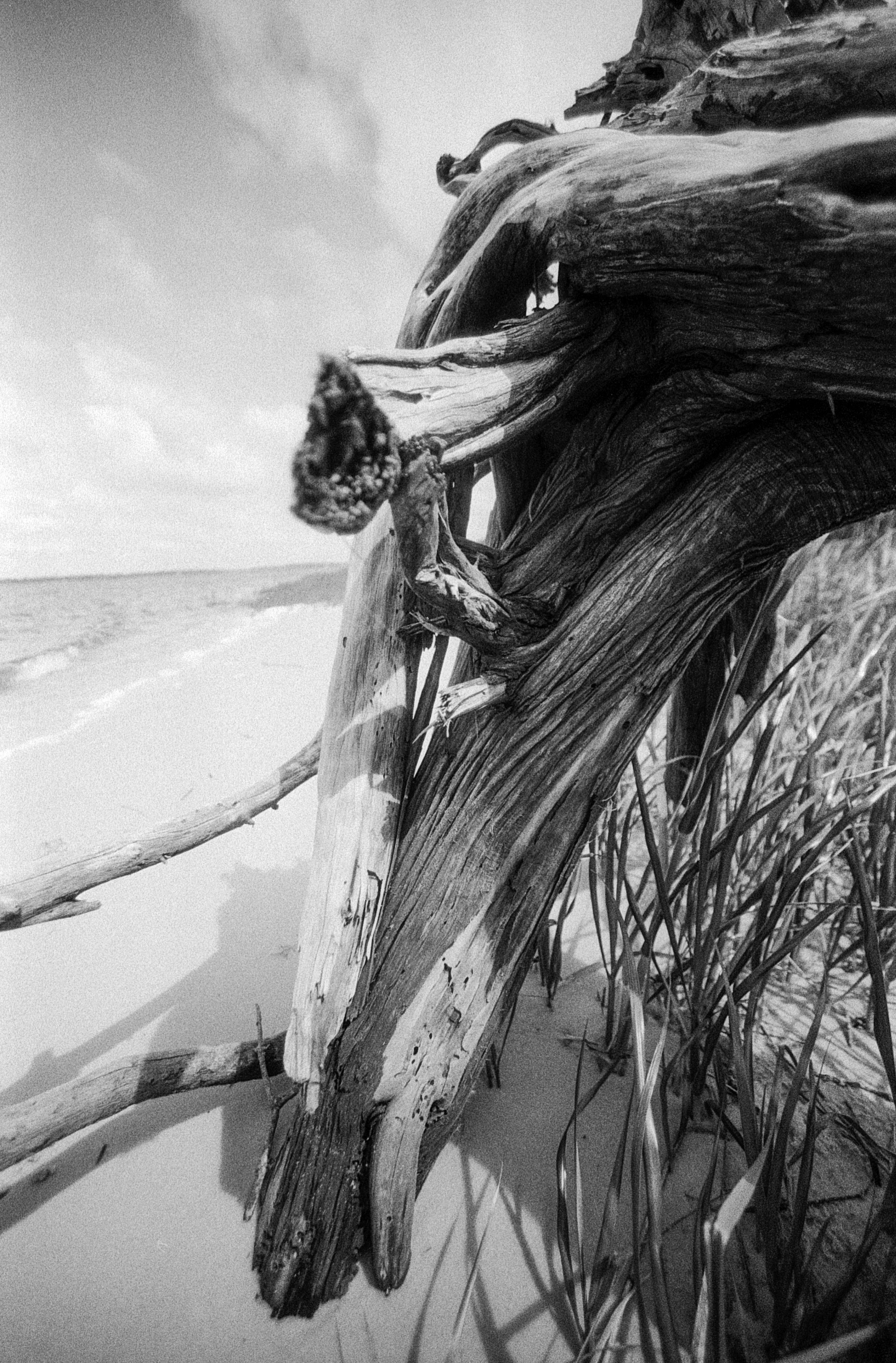06152025 NIKONF3 AristaEDU400 F76+8m NC swamp roll 17 (33 of 36).jpg