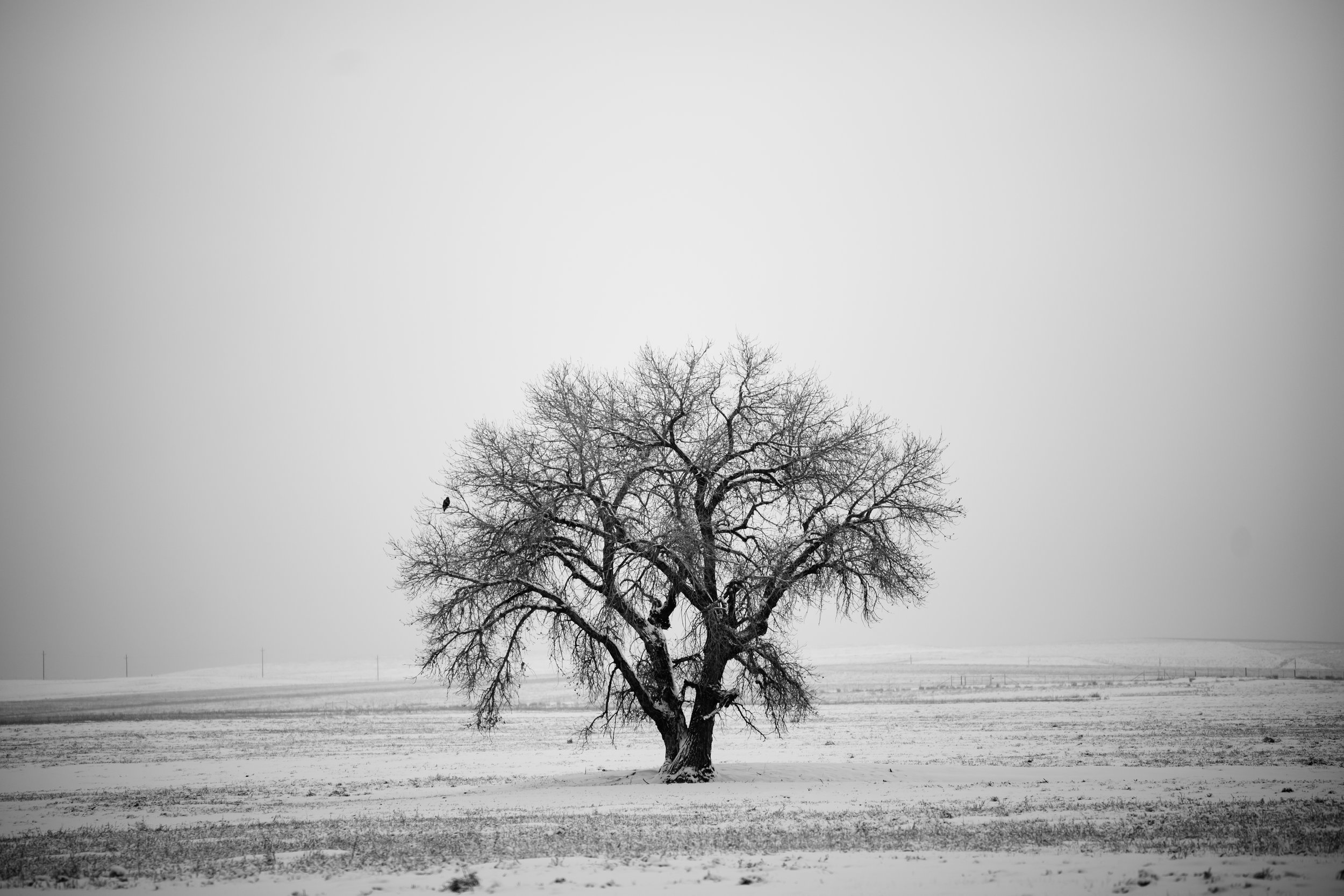 01252025 ZF rocky mtn arsenal snow (29 of 55).jpg