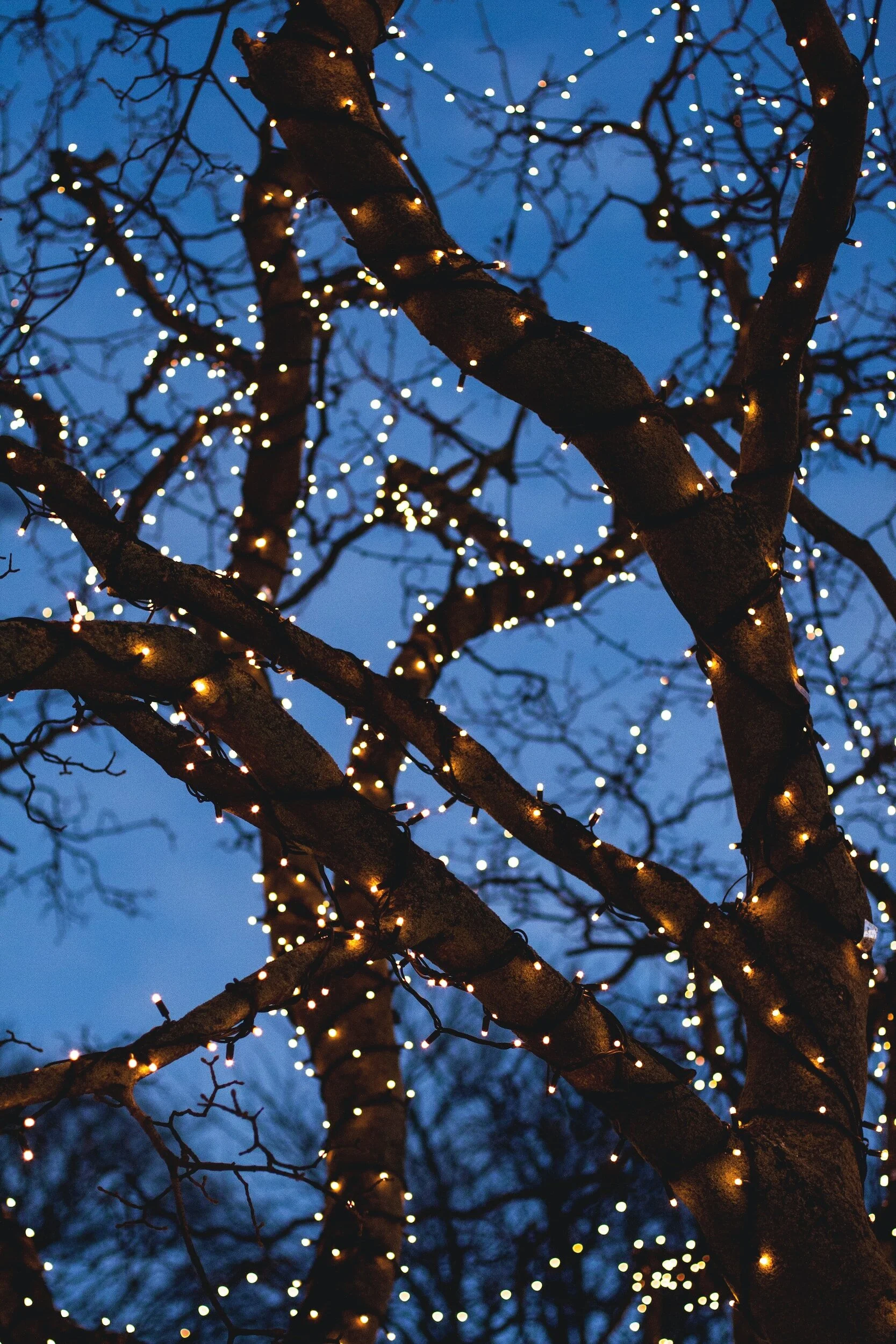 Tree Lights Update - Matching Donation Offer