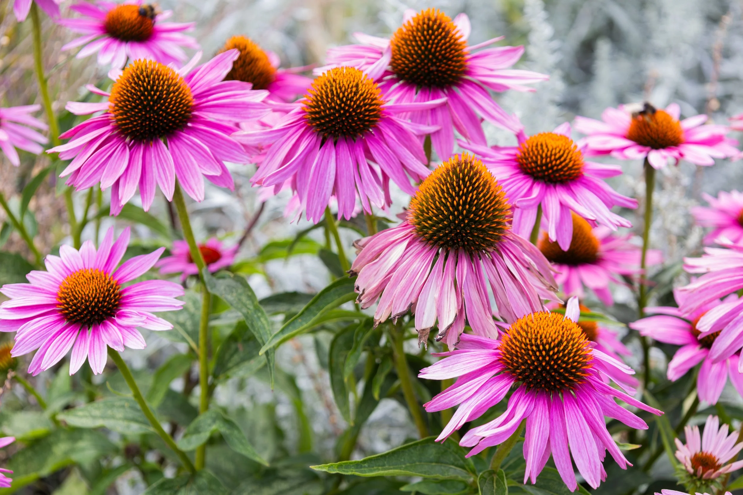 Landscape Design in Parker: Best Perennials and Planting Guide