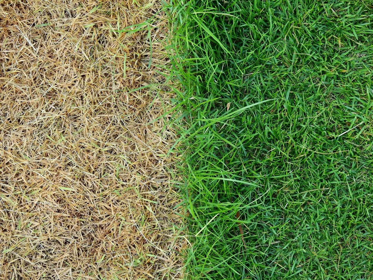 Lawn Care in Littleton: Summer Fixes for a Struggling Yard