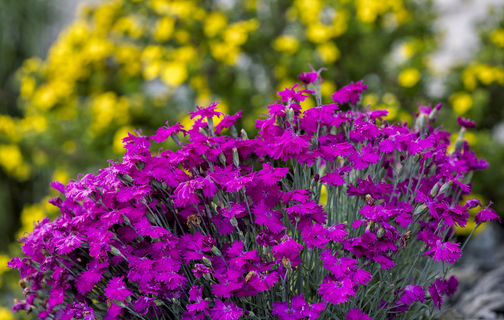 Highlands Landscaping - Harding - Castle Pines-27.jpg