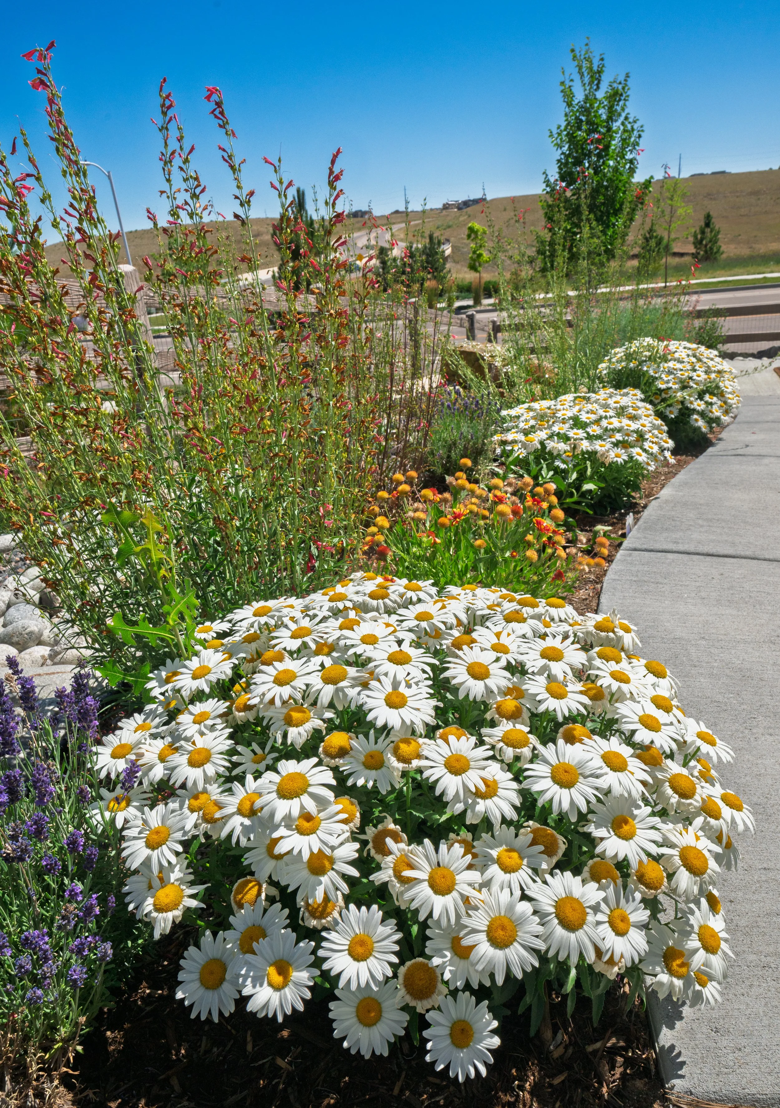 Enviroscapes - Rydin - Roxborough-120.jpg