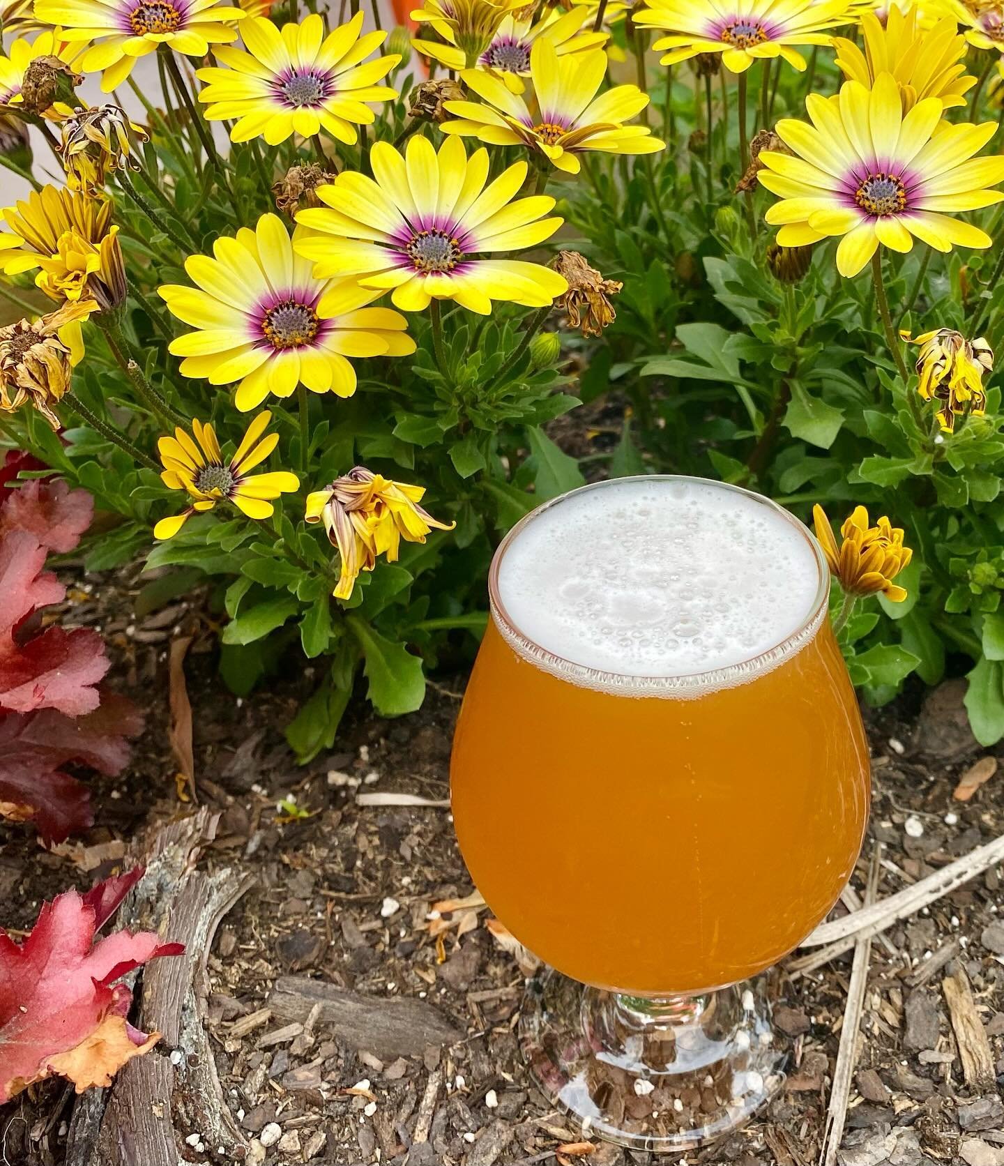 Another #freshFriday drop: the first in our series called Sharing is Caring! Happiness Shared Saison is a twist on the classic style from Belgium. We added wisteria and rosemary blossoms that we foraged locally. This delightfully refreshing beer is m