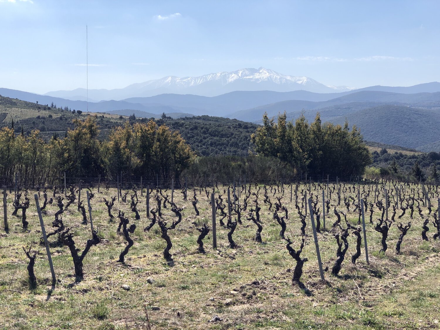 DOMAINE LES CONQUES