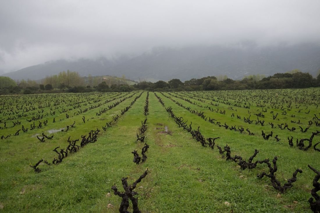 DOMAINE PINELLI