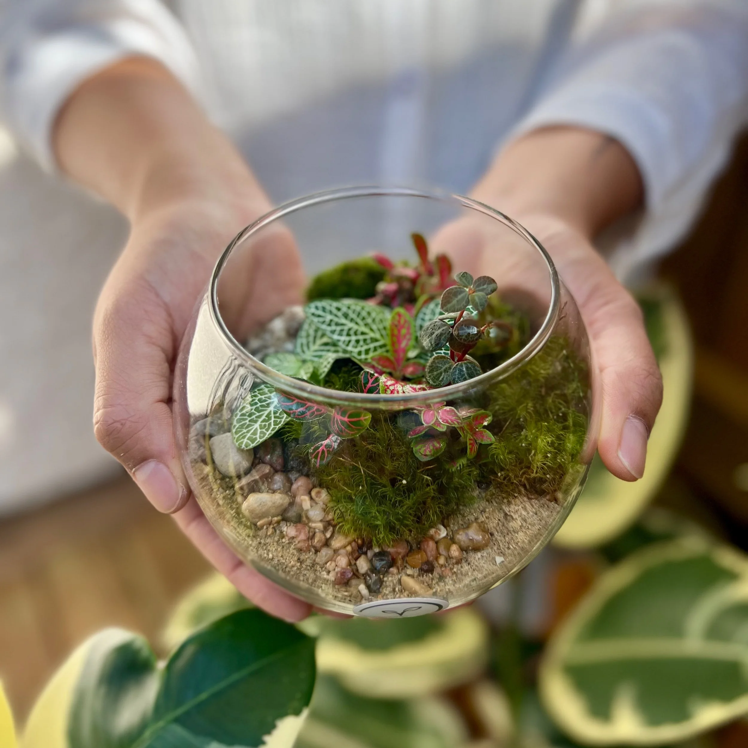 TerrariumWinnipeg