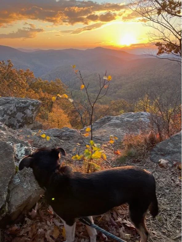 Our sweet husky named Biscuit enjoying a nice Appalachian sunset
