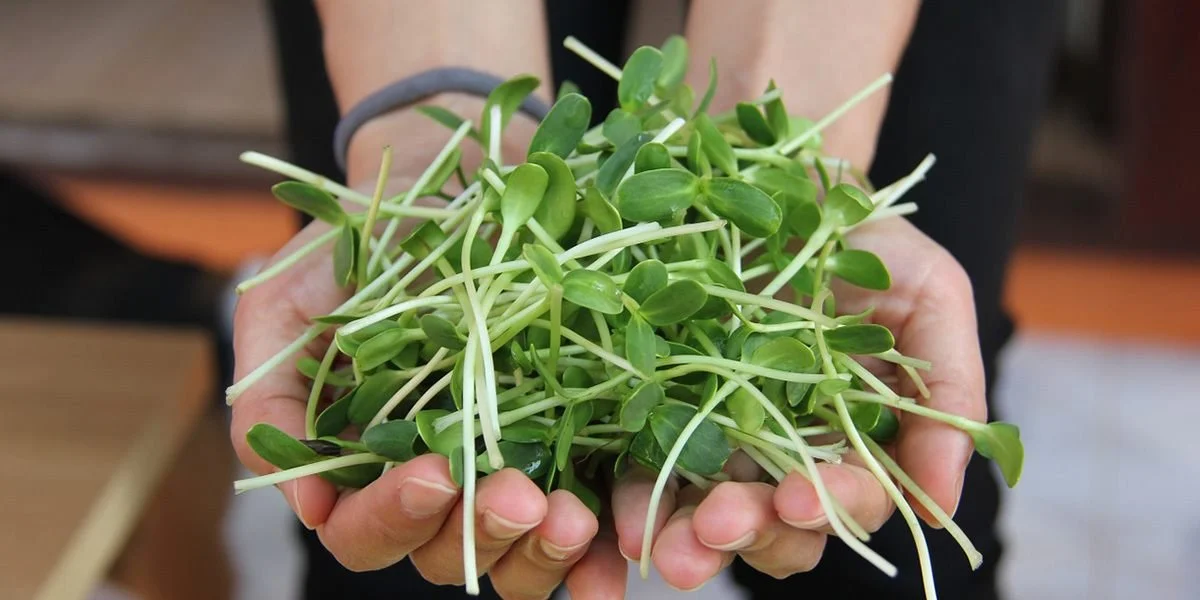 A handful of sunflower microgreens. These broad leaves are soft and nutty, and the stems have a refreshing snap. 