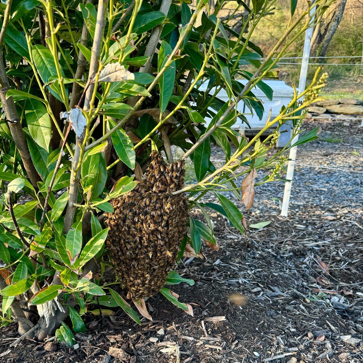 Found these girls &ldquo;hanging out&rdquo; next to our apiary in Hillsboro. Spring is officially here. First swarm catch of 2024! They&rsquo;re now tucked away in a new hive at my home in Wheatlands until I figure out where to put them permanently. 