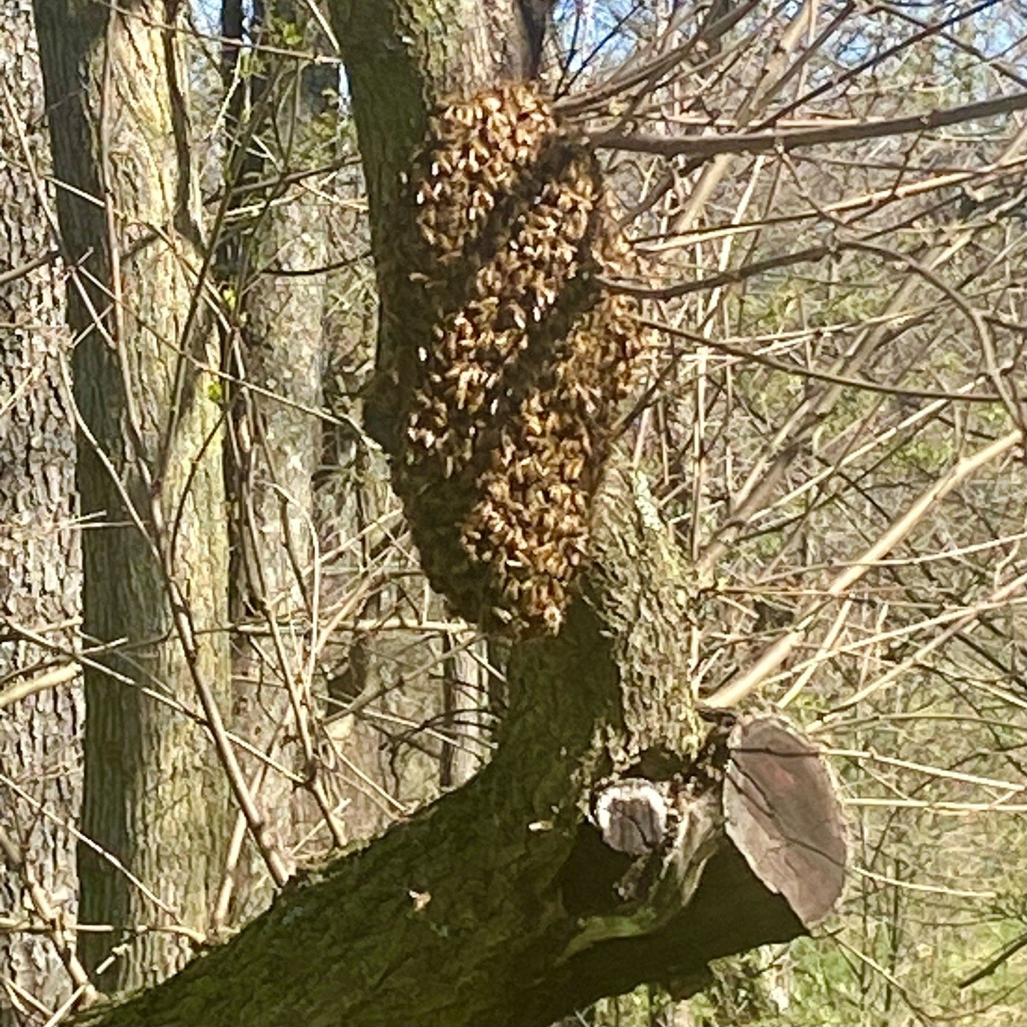 Another day, another swarm catch! There&rsquo;s nothing better than free bees, even if they were probably ours to begin with. #beekeeping #loudouncounty