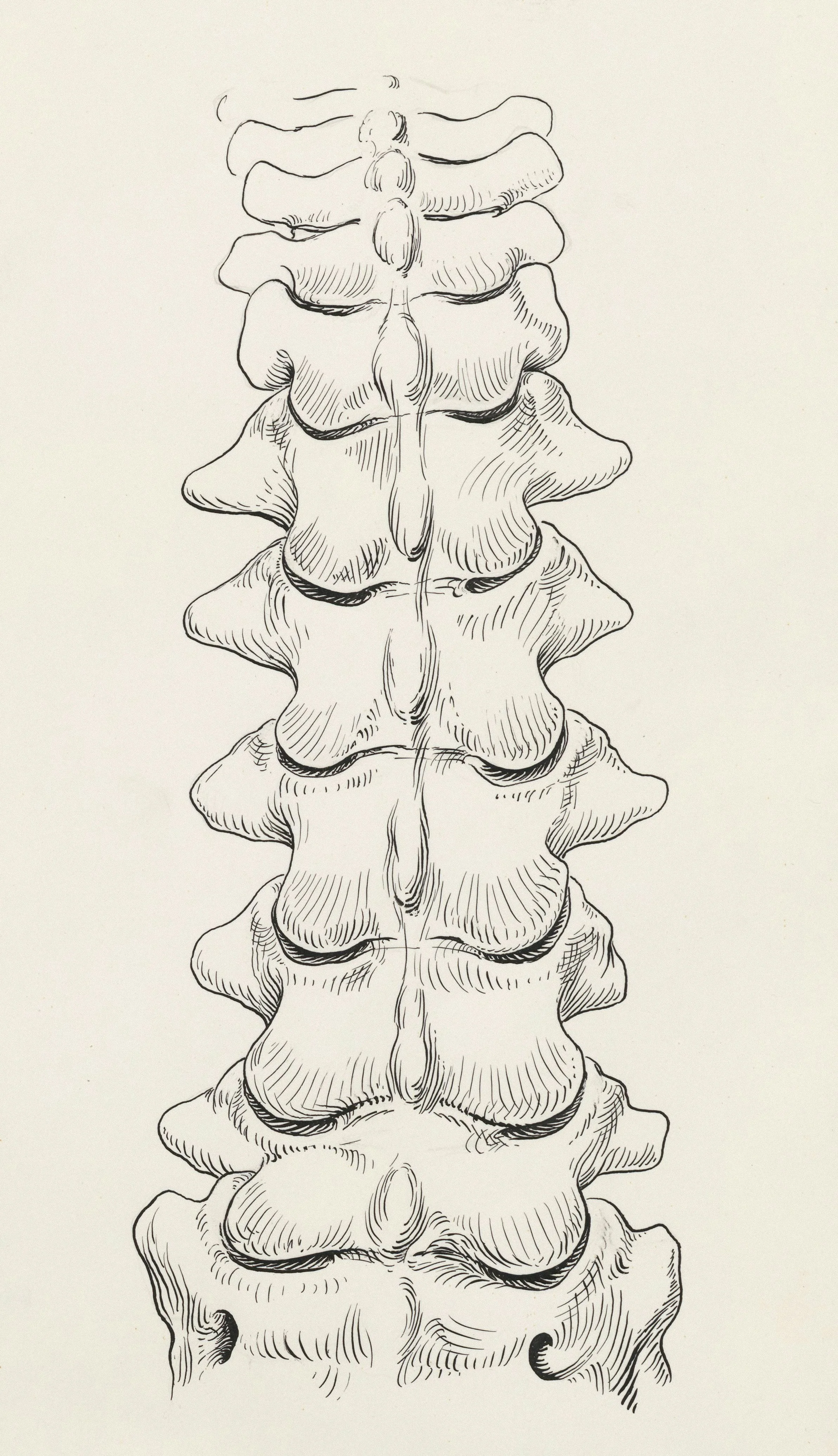 Exploring Posture: spine 