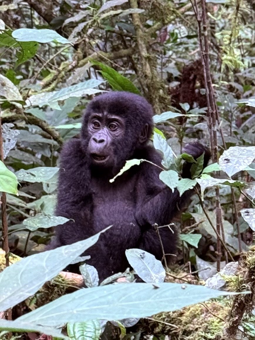 Bwindi Impenetrable Forest, Uganda
