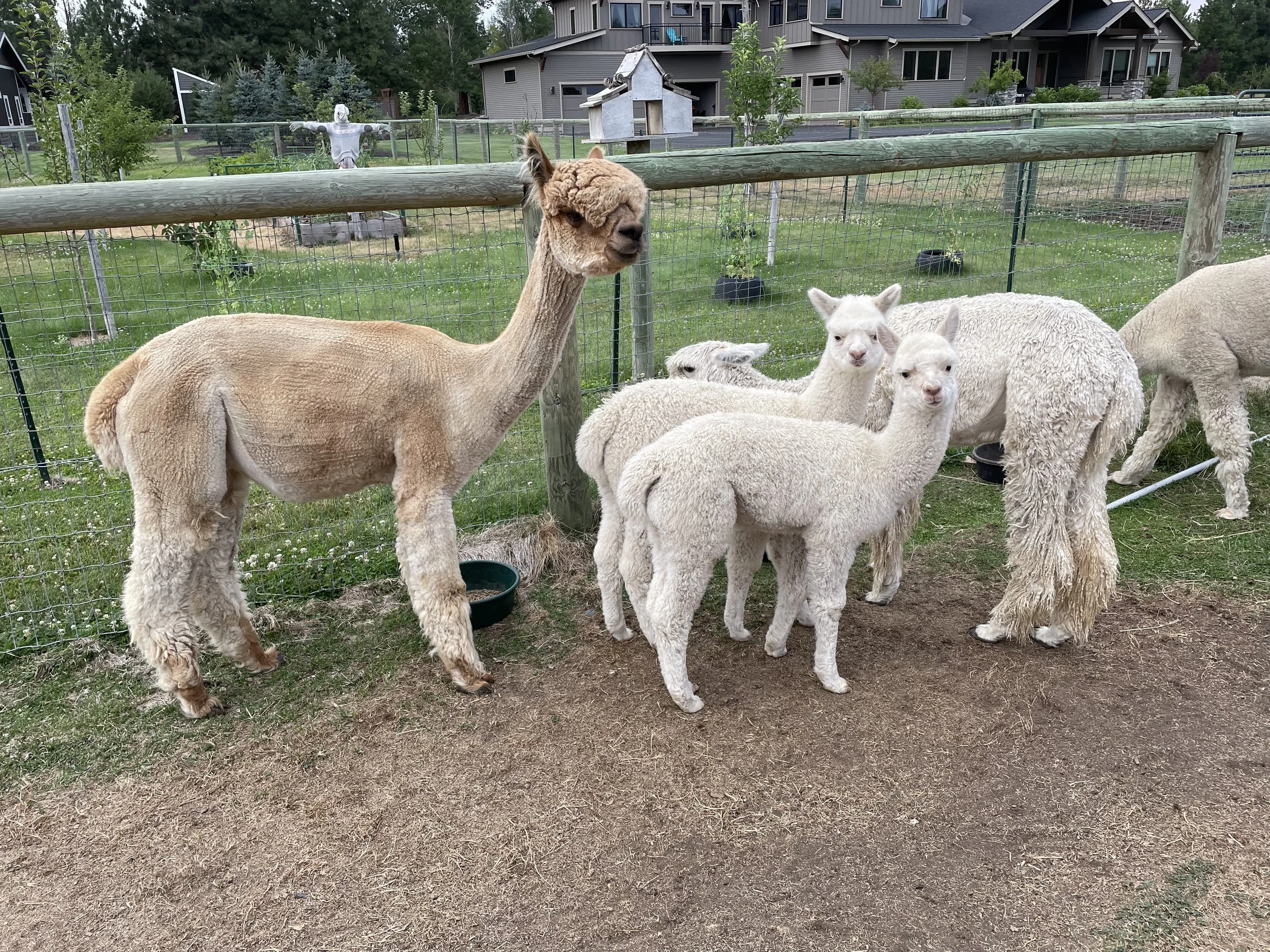 Alpaca farm: Sisters, Oregon