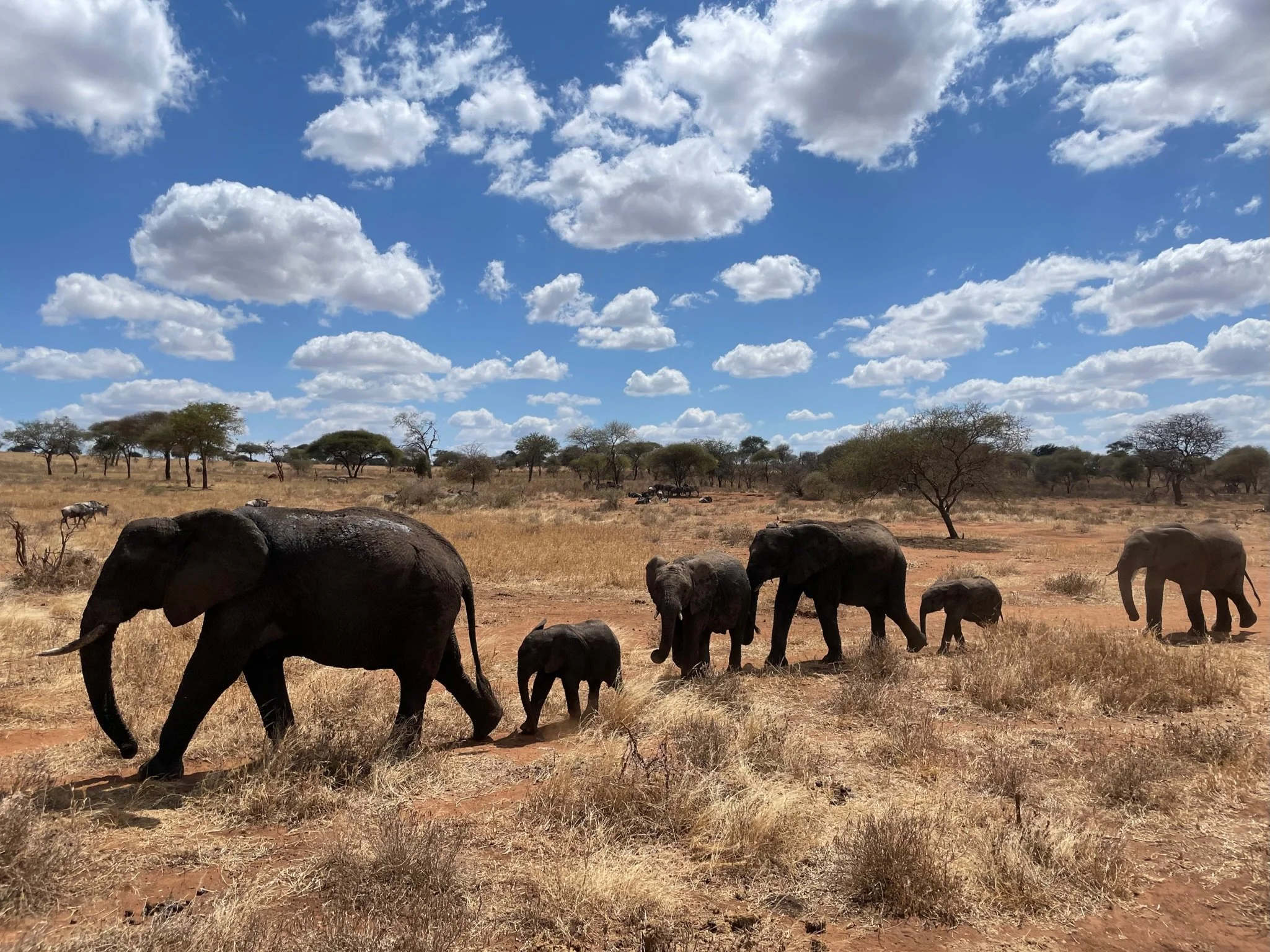 South Central Serengeti - Tanzania