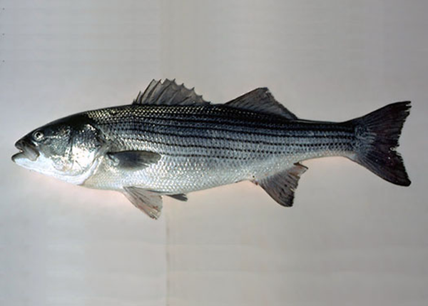 A striped bass (Morone saxatilis) displayed against a plain background, showing its silver body with dark horizontal stripes, spiny dorsal fin, and slightly open mouth.