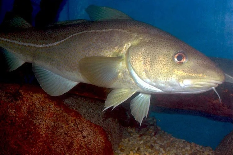 Close-up of an Atlantic cod (Gadus morhua) swimming near the ocean floor, displaying its speckled brownish body, a distinct lateral line, large pectoral fins, and a characteristic chin barbel.