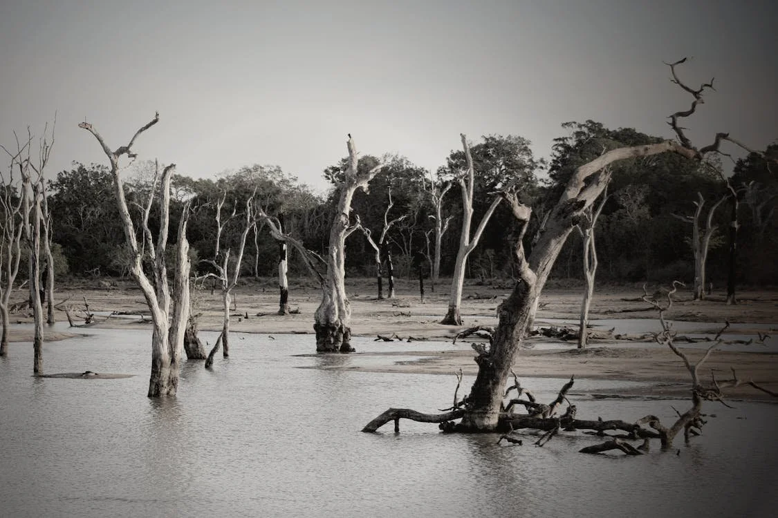 Dead gum trees submerged in water