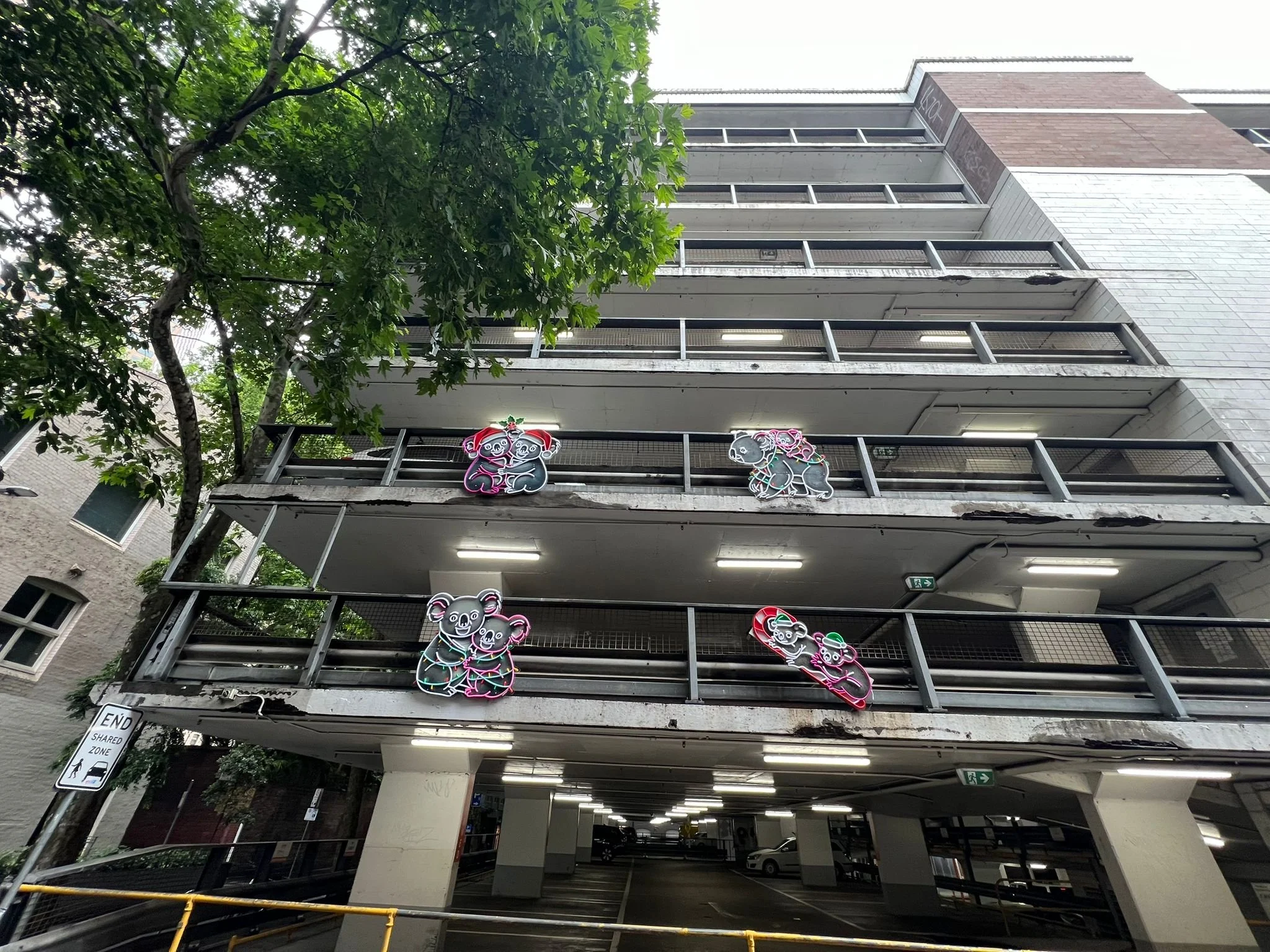 Eight Koalas Cuddling